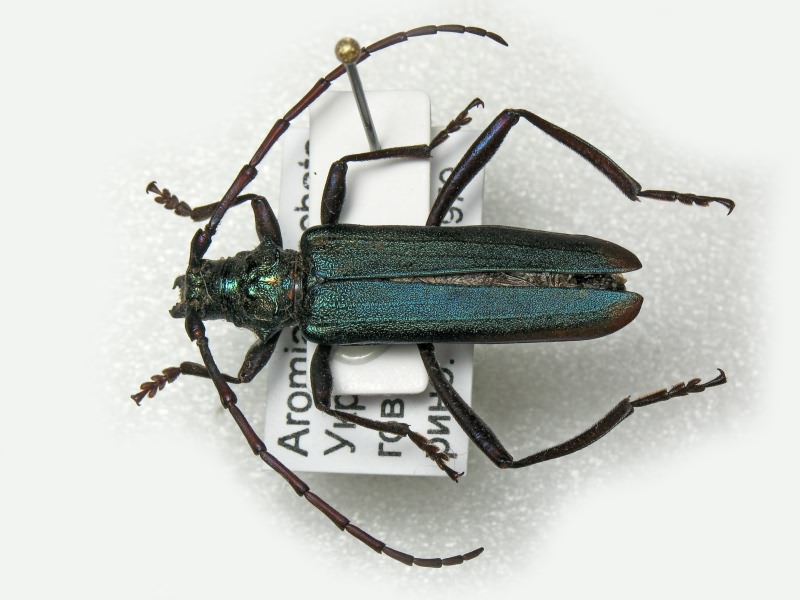 Aromia moschata (Linnaeus, 1758)